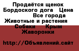 Продаётся щенок Бордоского дога › Цена ­ 37 000 - Все города Животные и растения » Собаки   . Крым,Жаворонки